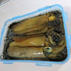 フィッシングボートACE(エース) 釣果