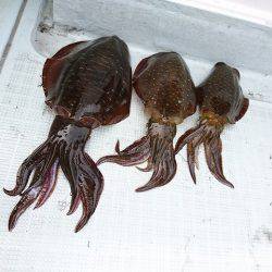 フィッシングボートACE(エース) 釣果