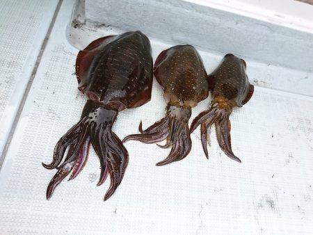 フィッシングボートACE(エース) 釣果