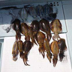 フィッシングボートACE(エース) 釣果