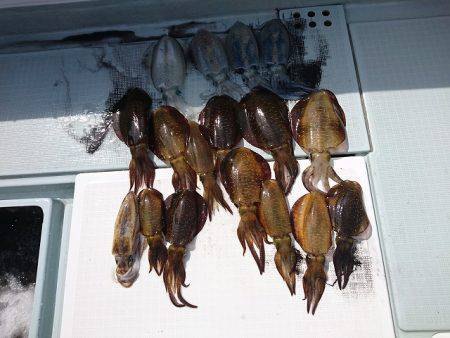 フィッシングボートACE（エース） 釣果