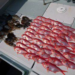 フィッシングボートACE(エース) 釣果