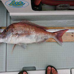 フィッシングボートACE（エース） 釣果