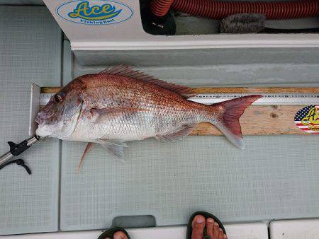 フィッシングボートACE（エース） 釣果