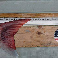 フィッシングボートACE（エース） 釣果