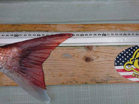 フィッシングボートACE（エース） 釣果