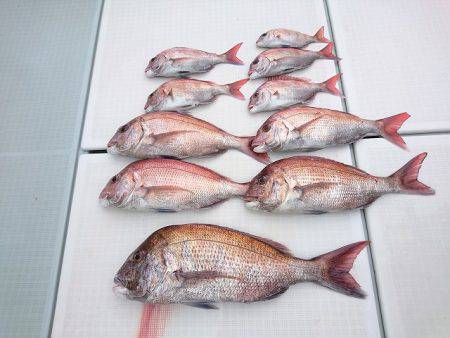 フィッシングボートACE（エース） 釣果