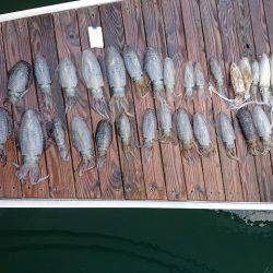 フィッシングボートACE(エース) 釣果