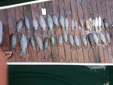 フィッシングボートACE（エース） 釣果