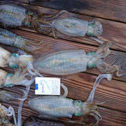 フィッシングボートACE(エース) 釣果