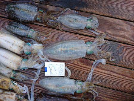 フィッシングボートACE(エース) 釣果