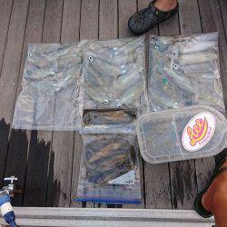 フィッシングボートACE(エース) 釣果