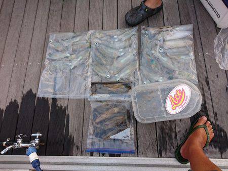 フィッシングボートACE(エース) 釣果