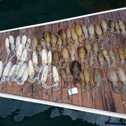 フィッシングボートACE（エース） 釣果