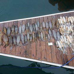 フィッシングボートACE(エース) 釣果