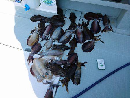 フィッシングボートACE(エース) 釣果