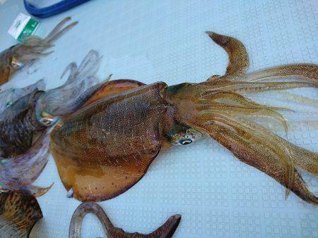 フィッシングボートACE（エース） 釣果