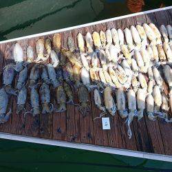 フィッシングボートACE(エース) 釣果