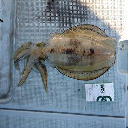 フィッシングボートACE（エース） 釣果