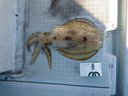 フィッシングボートACE（エース） 釣果