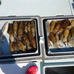 フィッシングボートACE（エース） 釣果