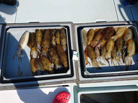 フィッシングボートACE（エース） 釣果