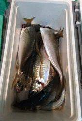 愛海丸 釣果