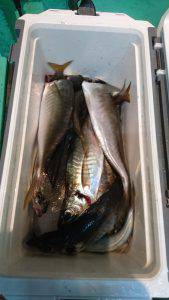 愛海丸 釣果
