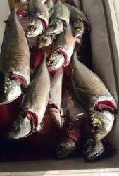 愛海丸 釣果