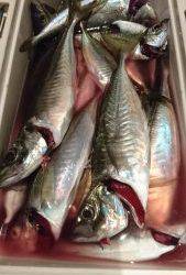 愛海丸 釣果