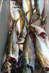 愛海丸 釣果
