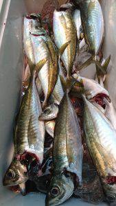 愛海丸 釣果