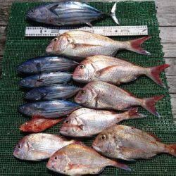 シードリーム 釣果