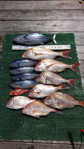 シードリーム 釣果