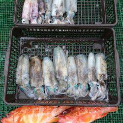 シードリーム 釣果