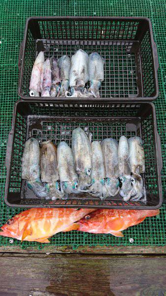 シードリーム 釣果