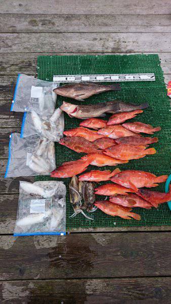 シードリーム 釣果