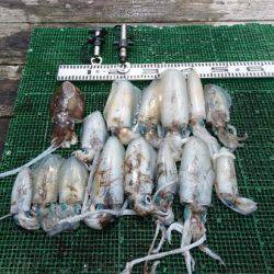 シードリーム 釣果