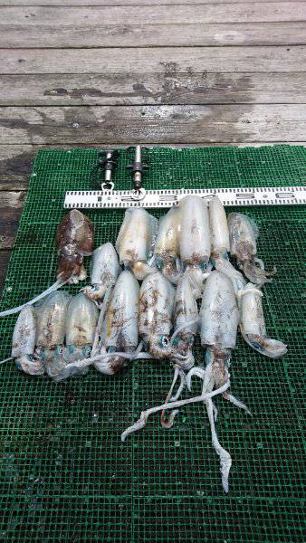 シードリーム 釣果