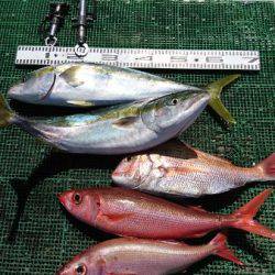 シードリーム 釣果