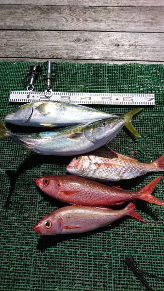 シードリーム 釣果