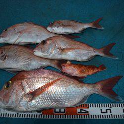 アジアマリンサービス 釣果