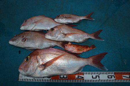 アジアマリンサービス 釣果