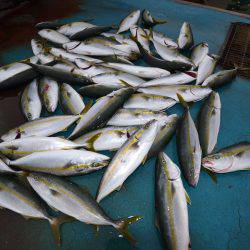 アジアマリンサービス 釣果