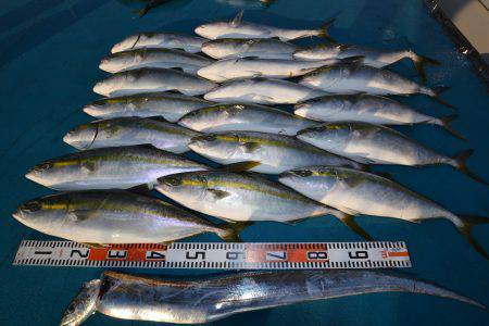 アジアマリンサービス 釣果