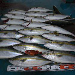 アジアマリンサービス 釣果