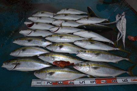 アジアマリンサービス 釣果