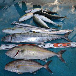 アジアマリンサービス 釣果