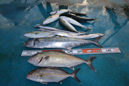 アジアマリンサービス 釣果