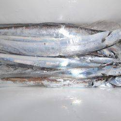 アジアマリンサービス 釣果